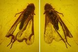 Detailed Fossil Imago Cicada (Auchenorrhyncha) in Baltic Amber #145427-1